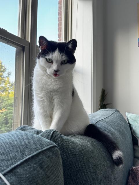 A black and white cat sits upright on the back of a couch in front of a window, her tongue slightly sticking out