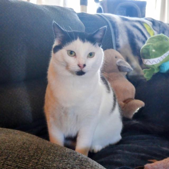 black and white cat sitting on the couch looking at the camera.