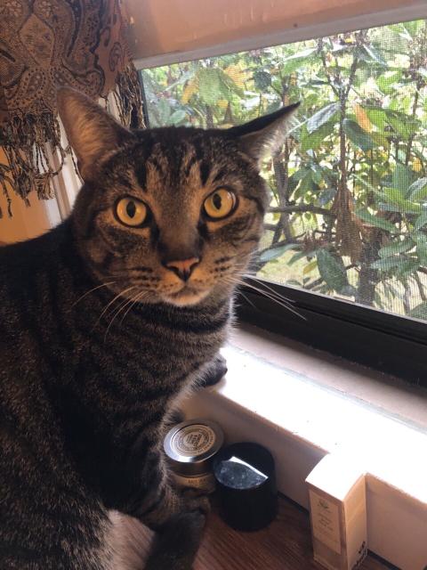 Tabby cat looks at you while sitting by the window. 