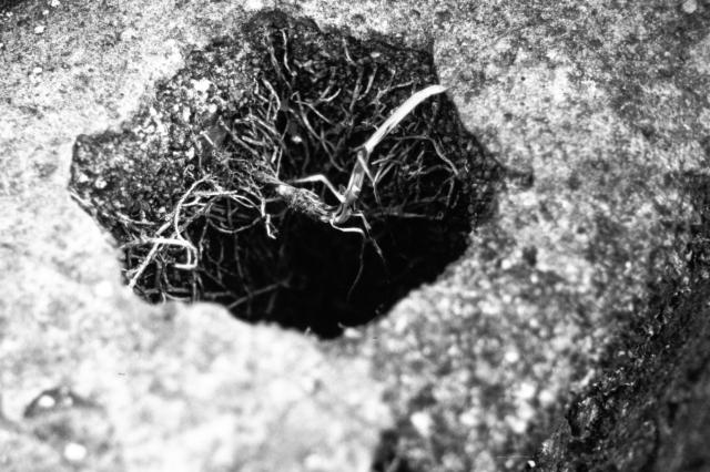 A hole in one of the mine buildings filled with ivy roots. Much of the ivy has been cut back but the stubbly roots remain. A black and white photo shot with a Zorki 4 camera , Nikkor H.C. 50mm lens and Ferrania P30 film.