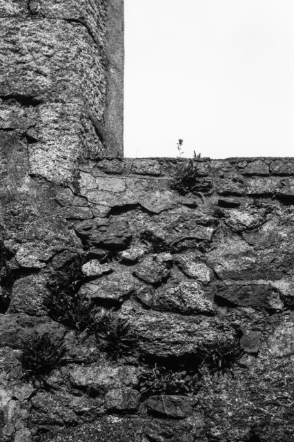 As nature reclaims the ruins, beautiful ferns and other plants can be found growing in the granite structure. In a window opening a tiny thistle has taken root.