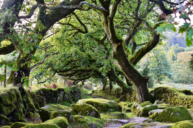 Oaks along a footpath with dappled light and mossy rocks 