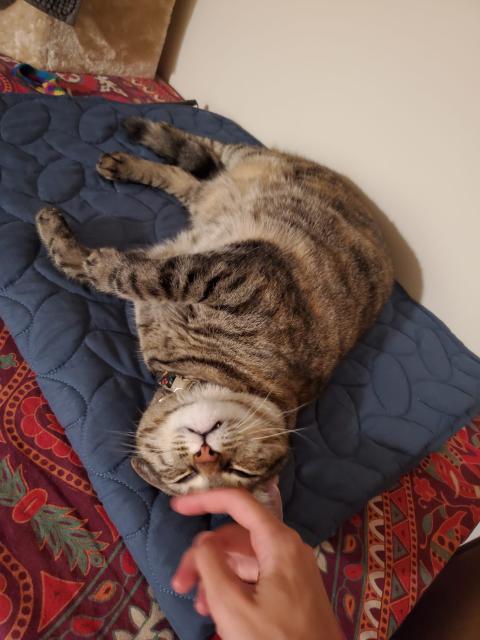 A photo of a brown tabby cat relaxing on her side on a blanket, her head towards the viewer and chin facing upwards. A human hand is in the frame, stroking the cat on her forehead. She's making a silly appreciative face
