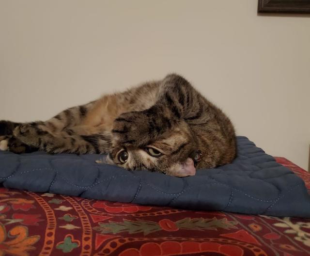 A photo of a brown tabby cat lying on her back, with her paw covering the lower half of her face so only her eyes are showing.
