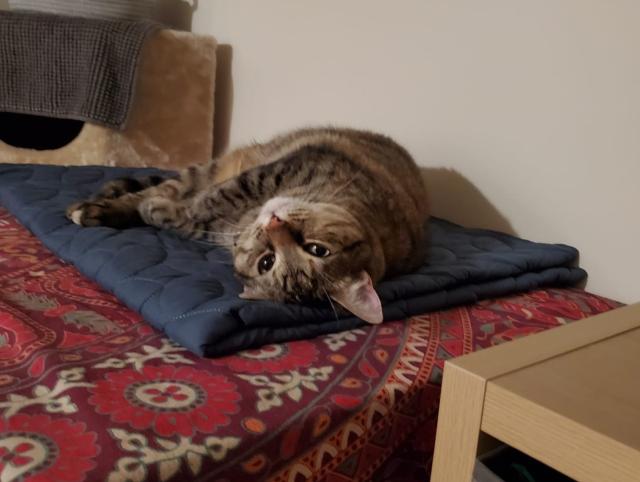 A photo of a brown tabby cat lying on her back with her face towards the viewer. She is sleepy.