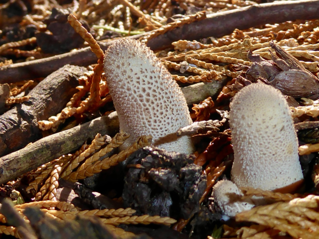 Small white fungi shaped like short fat fingers, with slightly darker small bumps on their surfaces, against dried up confer twigs in the leaf litter.