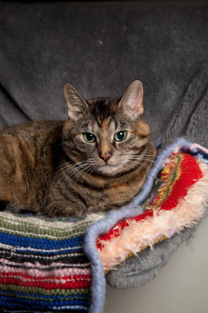 My late tortie tabby girl Emmy lying in a gray radiator bed, upon a colorful knitted blanket. She’s looking into the camera with her yellow-green eyes. Her nose is orange and whiskers are white. She’s got a little orange “flame” patch on her forehead. The blanket is a combination of red, blue, lime, pink, white, and black. Beneath the blanket is a knitted pillow with red, green, pink, and yellow colors. The blanket and pillow were knitted by a dear friend. Emmy lived a long and luxurious life.