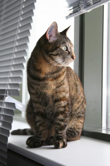 Emmy is sitting on the windowsill facing the room, with her head turned to look out the window. The light is highlighting her tabby patterns in her red, black, and cream tortoiseshell colors. Her nose is orange, jaw is cream, and whiskers are white. She must have spotted something because her yellow-green eyes are very focused. Her blue earmark is clearly showing ZZX221. In Denmark we prefer ear tattoos and chipping over snipping the ear to indicate that the cat has a guardian.