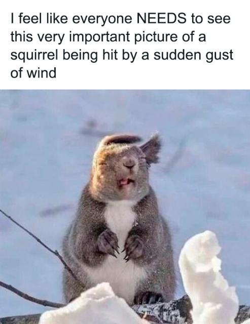 squirrel in wind