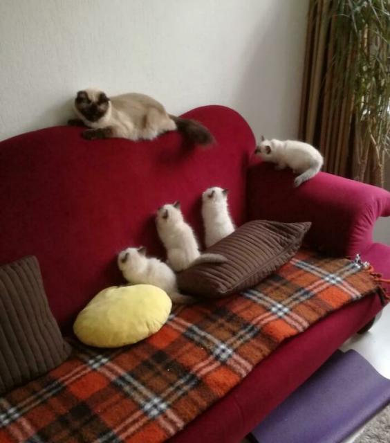 kittens wanting to suck on momma