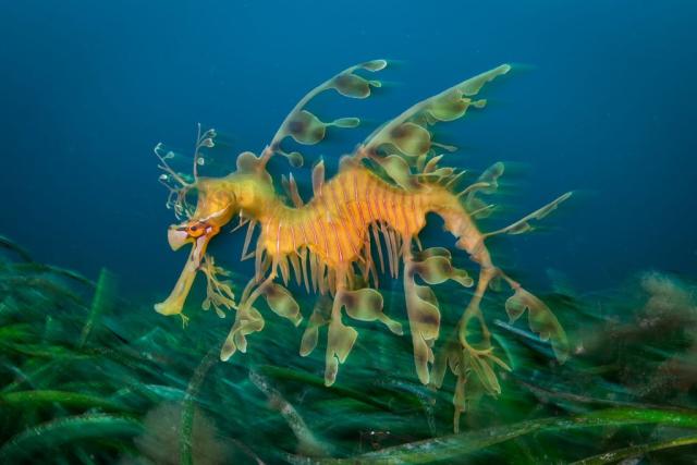 leafy seadragon