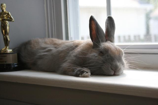 A brown rabbit sleeping on a windowsill.  Its chin is on the sill, and its ears point upward.  Its eyes are mostly closed in an expression of relaxation.