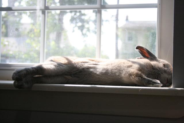 A brown rabbit flopped on a windowsill.  Its hind feet are stretched out behind it.