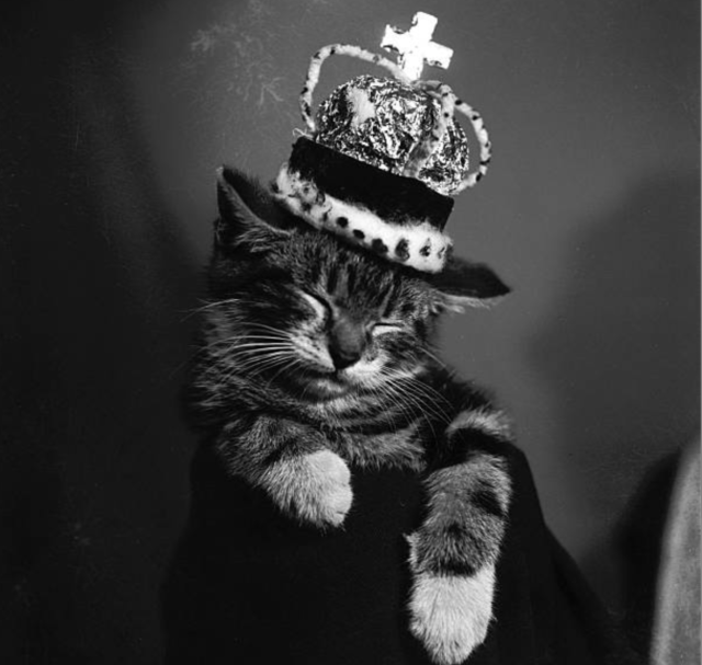 Black and white photo of a short or medium haired tabby kitten with white paws. It is sleeping sitting up on a dark prop in a studio setting. He has a very elaborate tiny crown on his head, the kind that is trimmed on the bottom in white ermine.