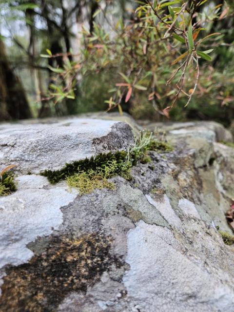 A sandstone boulder dappled with white powdery lichen hosts a seam of mixed moss and other lichens. Dharug and Gundungurra country.