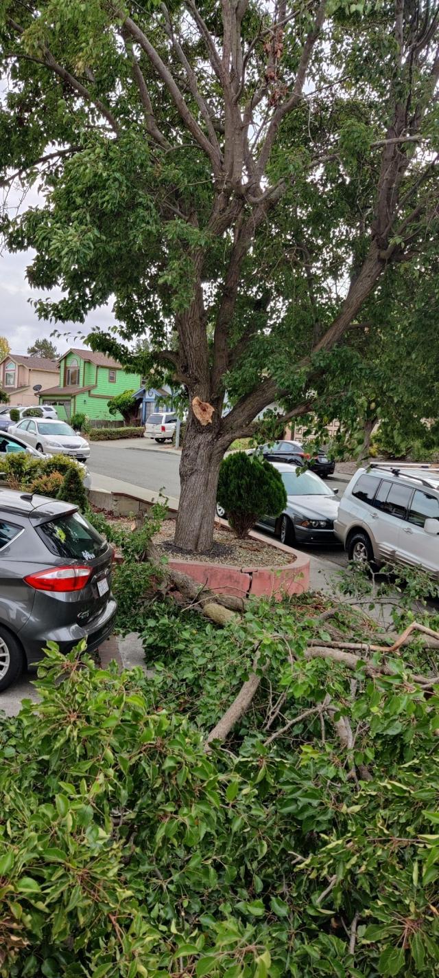 The branch barely missed our car.