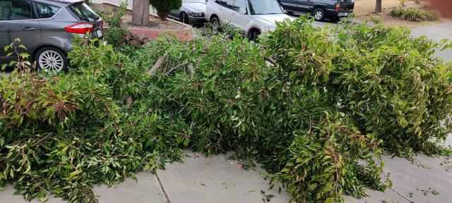 A view of the branch that fell off the tree, to demonstrate the width of that sucker!
