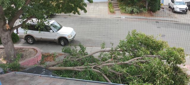 The view of the branch that fell, from my desk on the 2nd floor