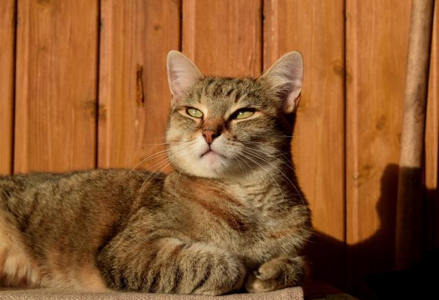 Tabby cat lying on a bench, front paws tugged in, staring absentmindedly into the distance, illuminated by a low evening sun.