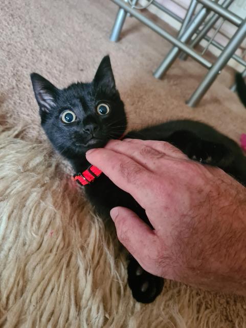 Step 3. Tiny black kitten looks wide eyed at the camera enjoying a stroke under his chin.