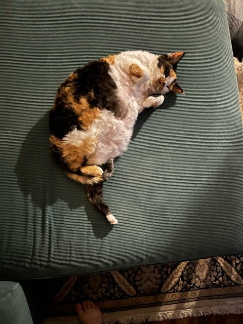 A calico cat lying on her back on the couch. Her paws are curled up beside her face. 