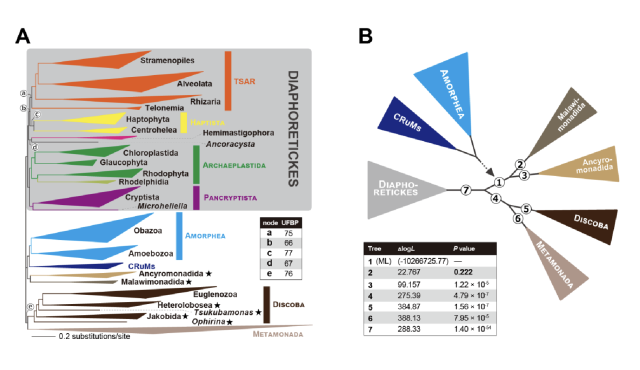 phylogenetic trees of eukaryotes 