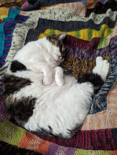 View from above of a tabby and white cat curled on her side on a colorful knitted blanket in a shrimp pose: her back legs are sticking straight out and her front paws are folded on her chest.