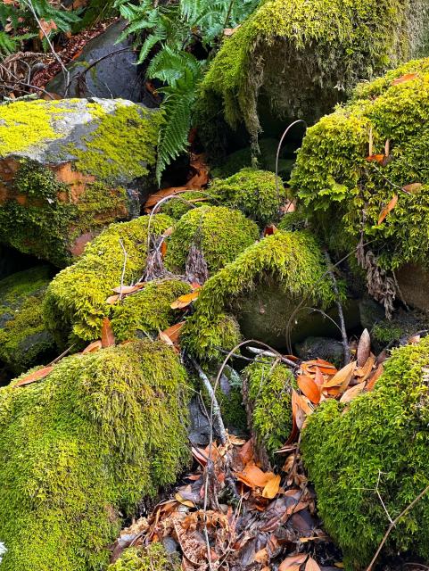 Moss on rocks