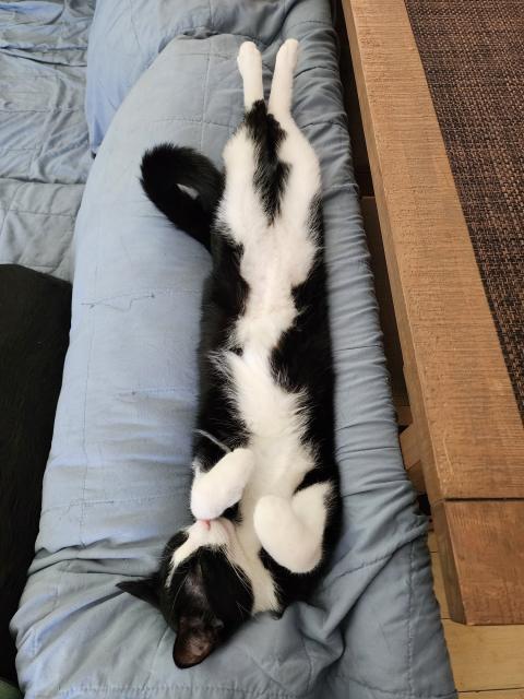 A black and white tuxedo cat named Oreo laying on the couch.