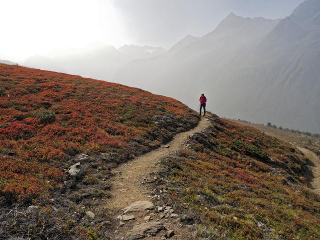 Earth hi king path through a landscape of red and yellow vegetation. Background are alpine peaks. 