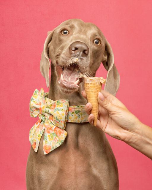dog eating ice cream