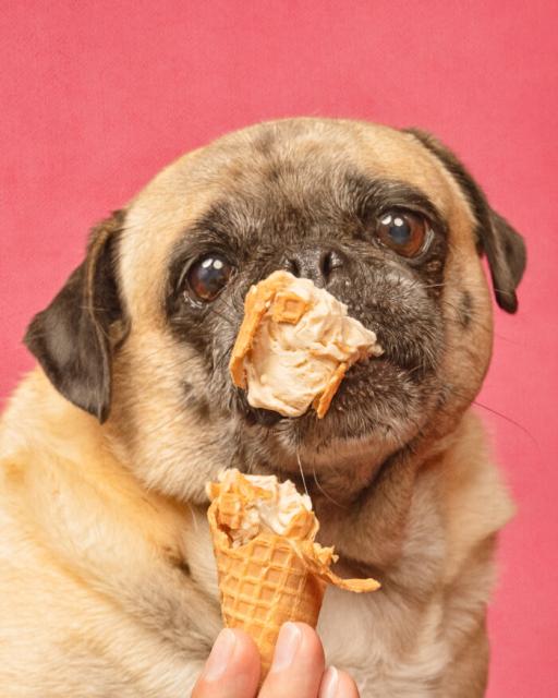 Pup eating ice cream