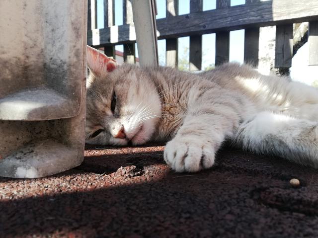 My cat sleeping on the balcony, stretching her paws