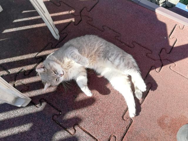 She's showing her belly