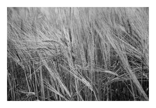 A black and white close up photograph of ripe barley in a field. 