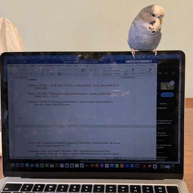 A blue English budgie perched atop my laptop.