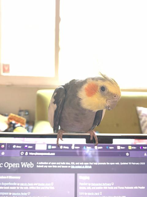 A male cockatiel purched on an open laptop screen