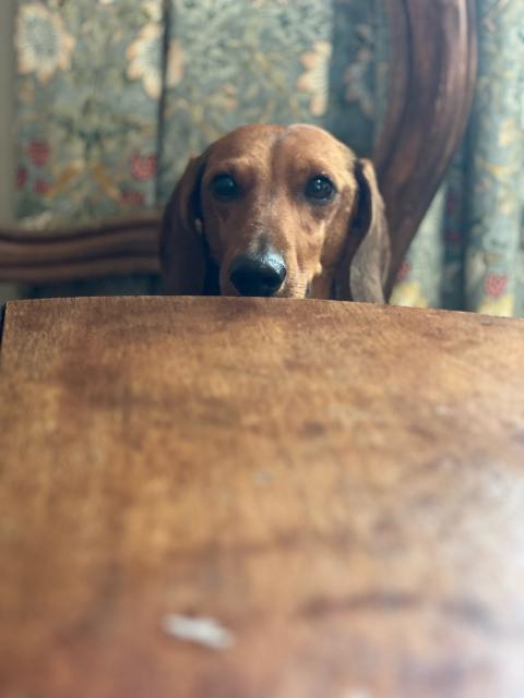 A dachshund peering over a dining table