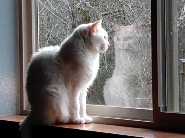 White cat sitting prettily on a wood windowsill, reflected in the window, staring out at bare tree branches.