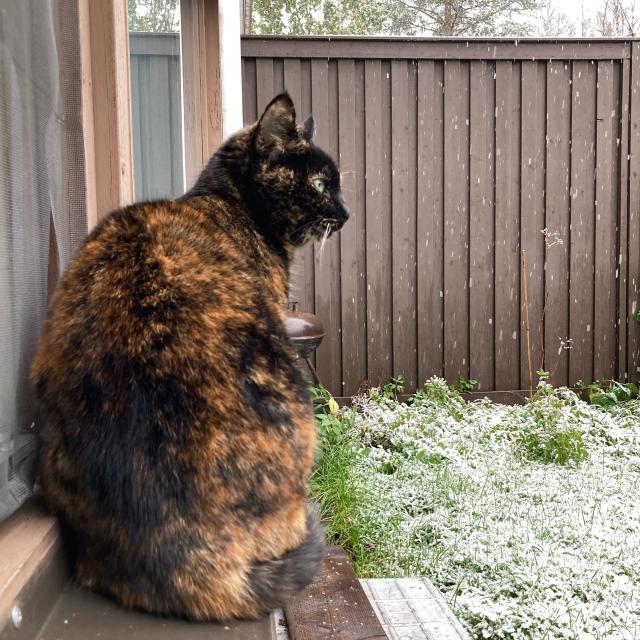 Tortie cat sits on a outside windowsill gazing to the right at falling snow on green grass. There is a dark brown wooden fence in the background. 