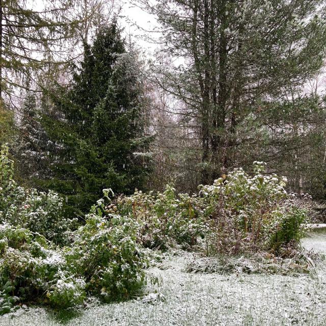 Scene of various shrubs, tall perennials, grass, fir and other trees covered in a layer of temporary-but-still-annoying snow. The sky is grey. 