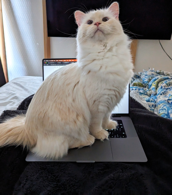salad (the cat) sitting on my laptop in bed