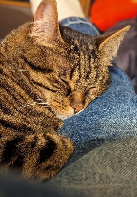 Close up of a tabby cat's head, eyes closed,  sleeping away, using a blue jeaned human leg as a pillow.