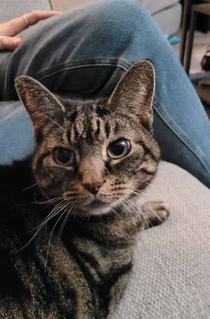 An angelic-looking tabby cat, sitting on the sofa and looking back into the camera. 