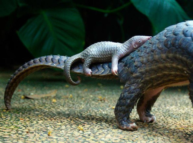 A baby pangolin on its mother’s tail