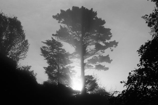 The morning sun shines through a tall tree. Beams of light cut through thick fog.