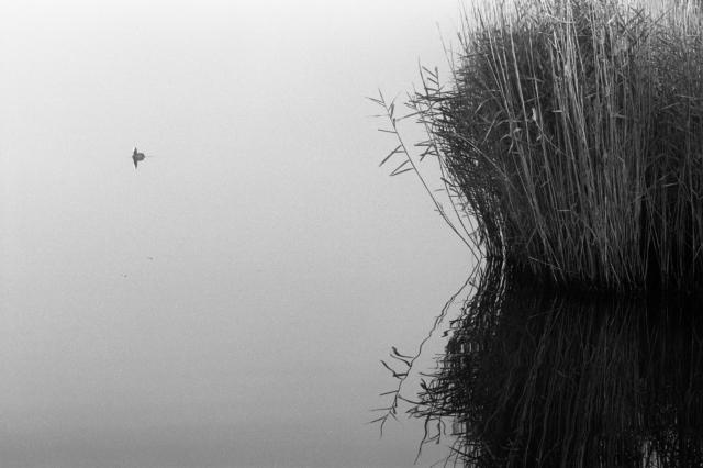 A coot swims on a still,  glass-like lake. Fog has removed the sense of depth, leaving the bird floating in open space . Reeds in the foreground reflect in the water.