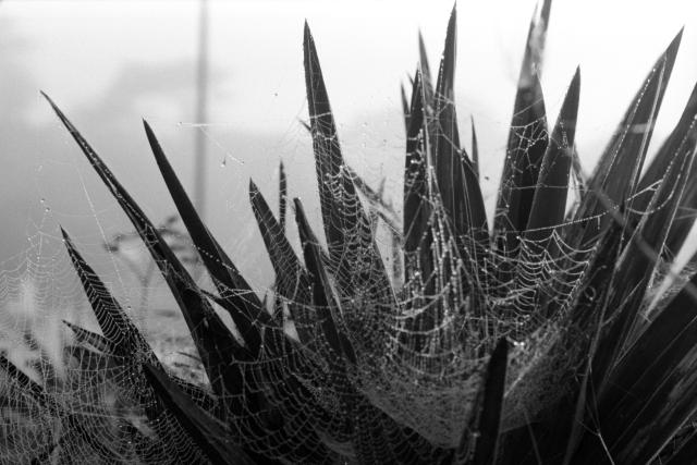 Numerous spiders webs, festooned with water droplets.