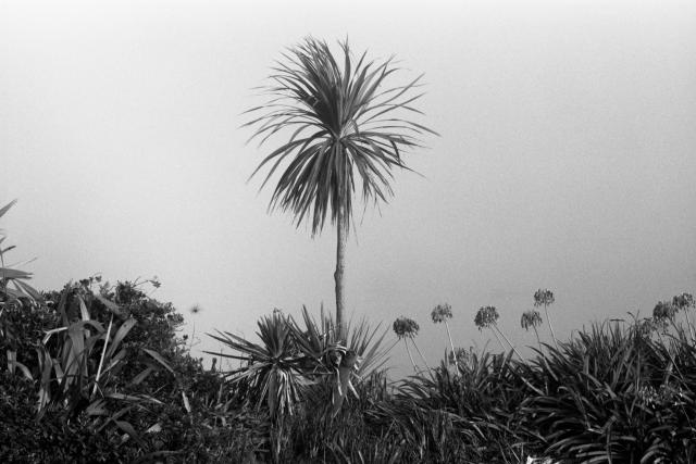 Planting around a beach-side pitch and put. Fog has made the background appear completely flat.