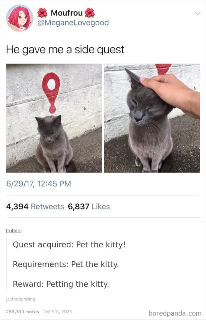 pet kitty